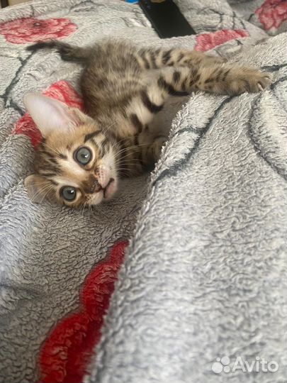 Бенгальские котята