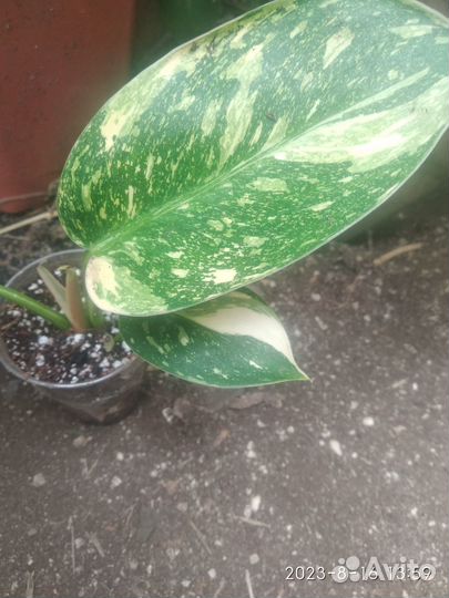 Филодендрон Green Congo marble