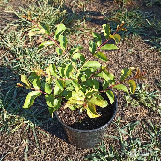 Лагерстремия