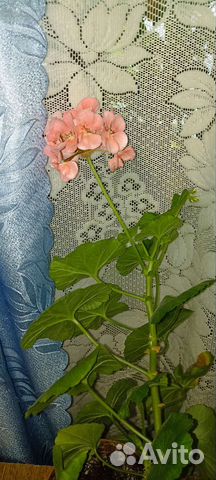 Герань пеларгония