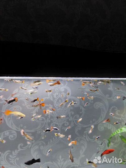 Аквариумные рыбки гуппи