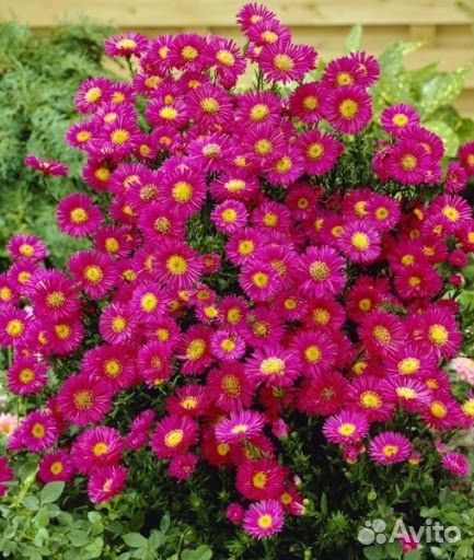 Астра многолетняя осенняя из питомника растений