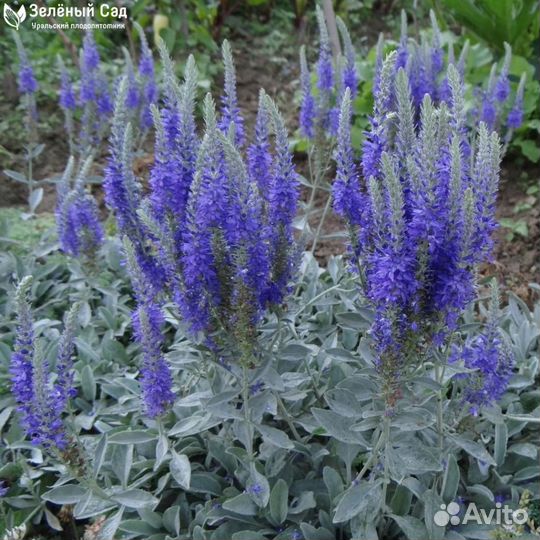 Многолетники.Спирея японская