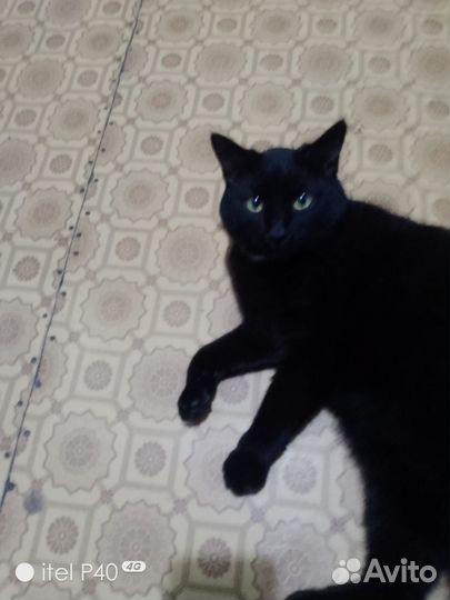 Кот в добрые руки