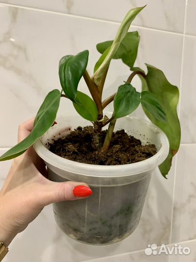 Филодендрон краснеющий