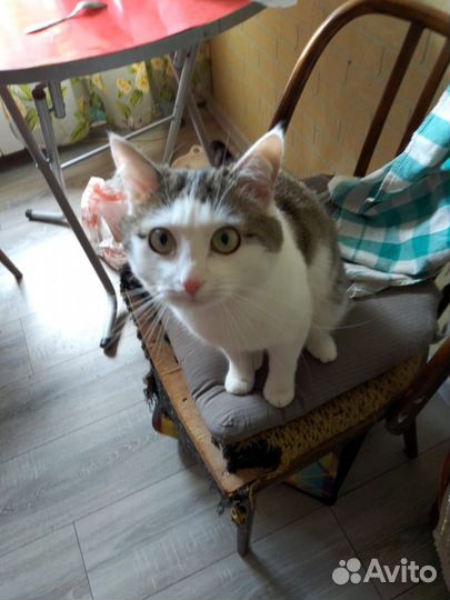 Хороший добрый кот в добрые руки