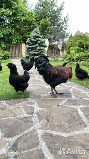 Куры несушки