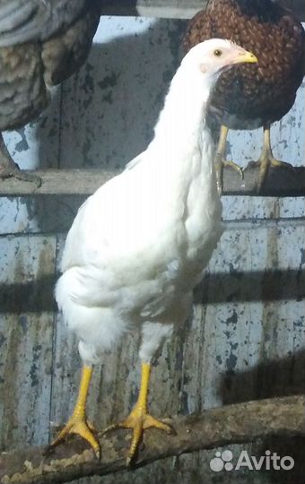 Бойцовые петухи