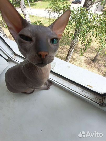 Кошка сфинкс в добрые руки