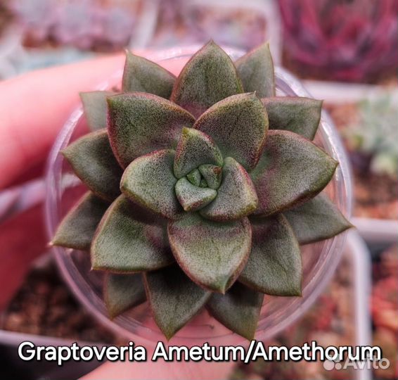 Суккуленты (5)