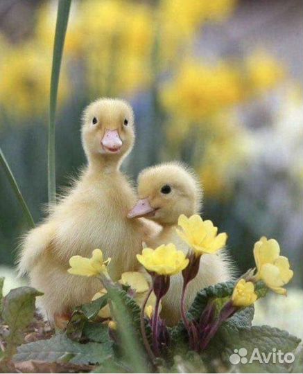 Утята суточные