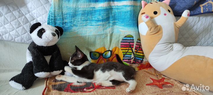 Котёнок ручной девочка