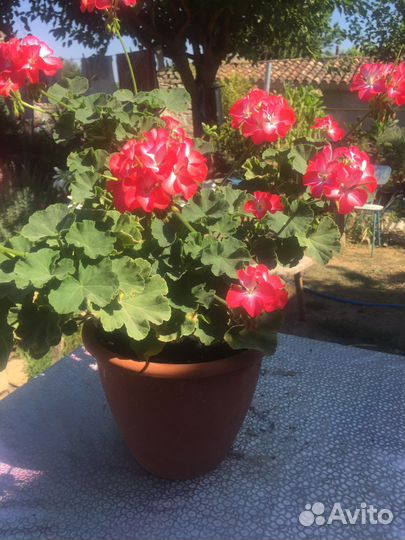 Цветы для дома