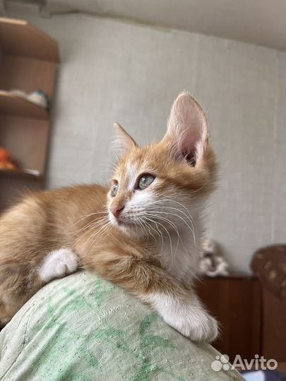 Котенок в добрые руки