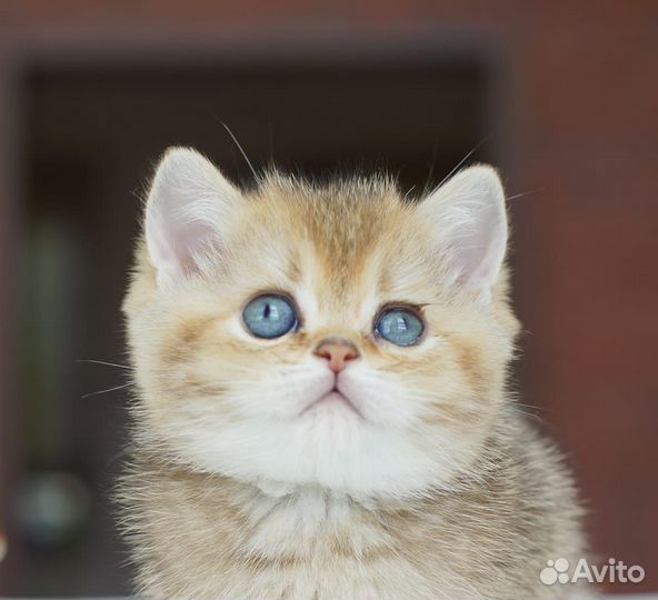 Невероятно очаровательные британские котята