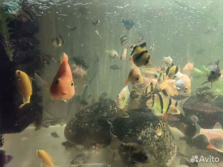 Аквариумные рыбки
