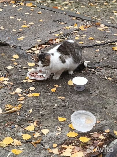 Котику нужен дом