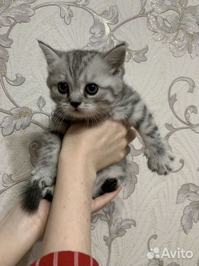 Шотланский котенок