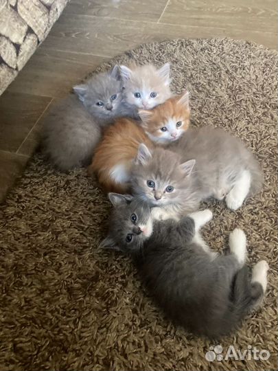 Шикарные котята