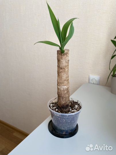 Юкка