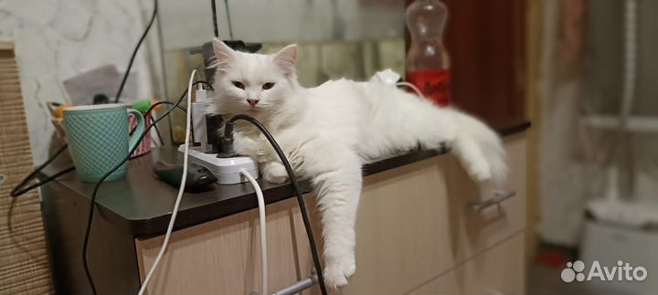 Британские котята в дар