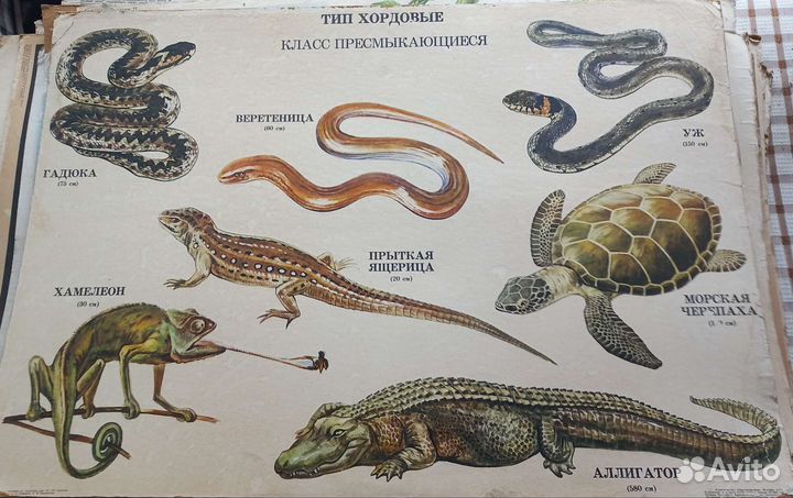 Плакаты обучающие СССР 3