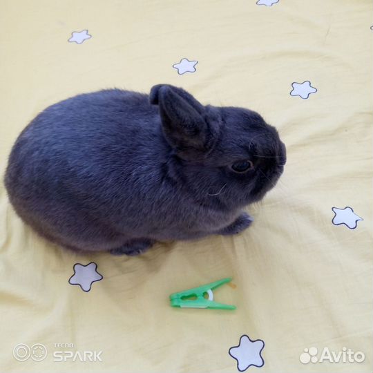 Карликовый кролик