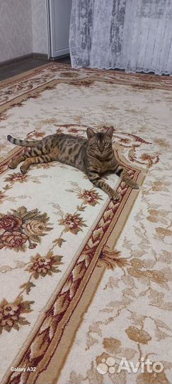 Бенгальский кот