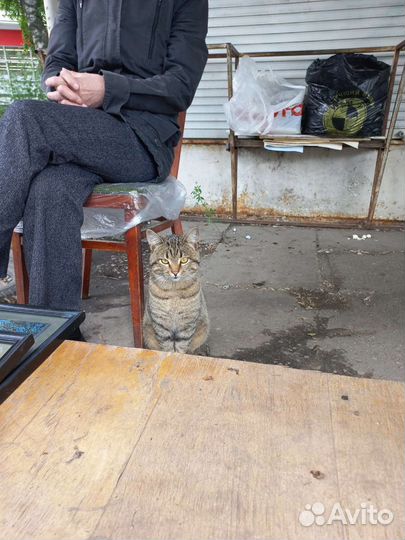 Кот в добрые руки