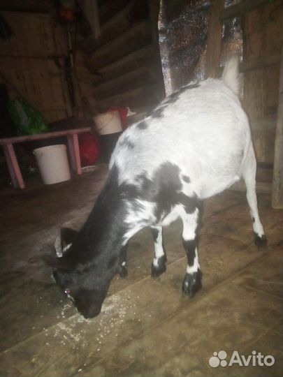 Стадо Мурсиано Гранадино и Камерунские