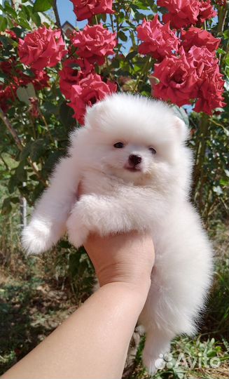 Померанский шпиц белые малыши