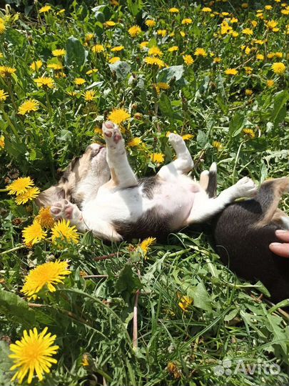 Щенки бигль