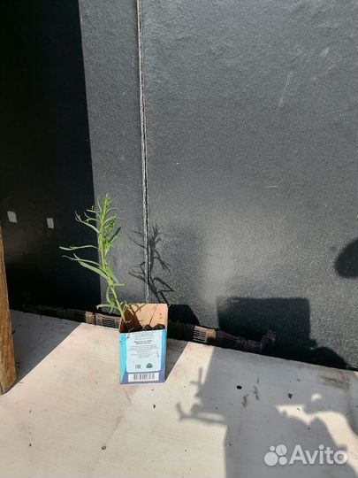 Рассада, тархун