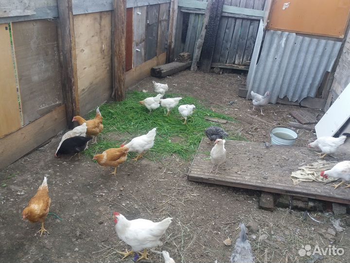 Продам кур несушек возраст 1 год 3 месяца