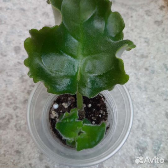 Фиалка набор