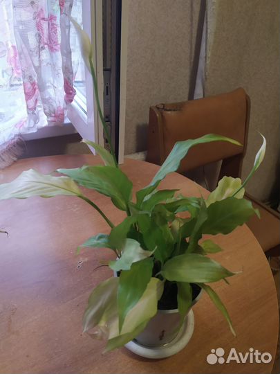 Спатифиллум Женское Счастье