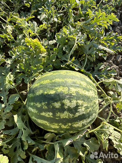 Арбуз