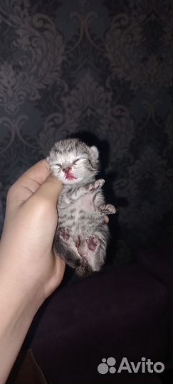 Британские котята