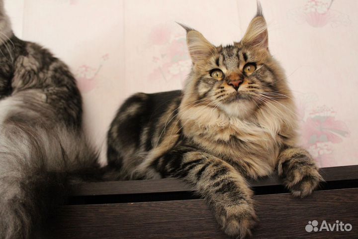 Мейн-кун девочка