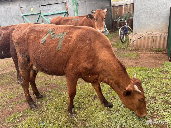 Коровы и Телки красно-степной породы