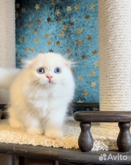 Шотландская вислоухая девочка