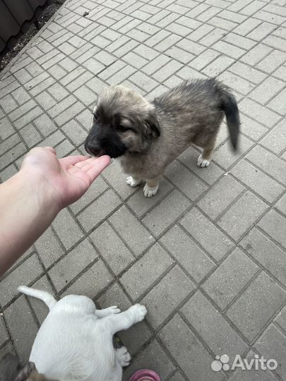 Отдам в добрые руки