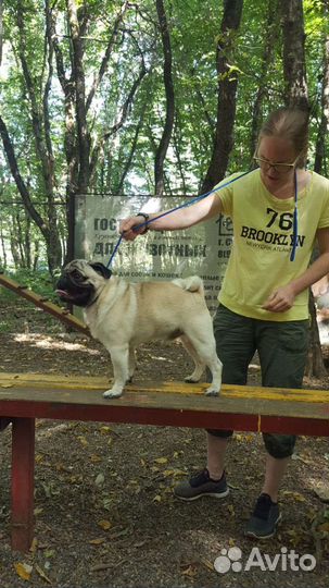 Мопс вязка мальчик