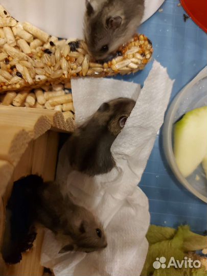 Джунгарский хомяк