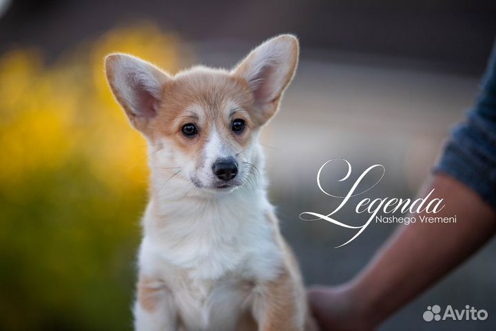 Мальчик и девчонка вельш корги пемброк