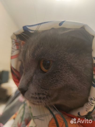 Кот, русская голубая, 1,3 г для вязки