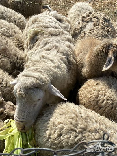 Овцы бараны ягнята