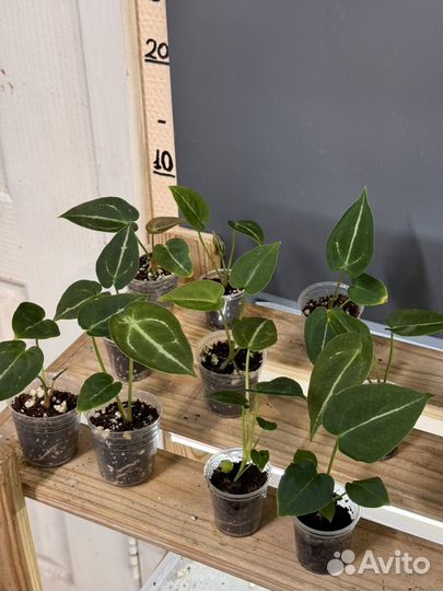 Антуриум форгети