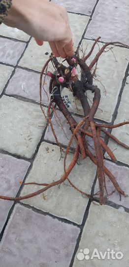 Пион желтый