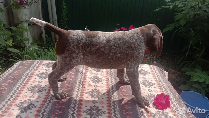 Щенки курцхаара